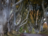 IMG 5460 : 2016, Northern Ireland, The Dark Hedges