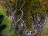 IMG 5471 : 2016, Northern Ireland, The Dark Hedges