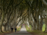 IMG 5437 : 2016, Northern Ireland, The Dark Hedges