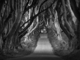 IMG 5440 : 2016, Northern Ireland, The Dark Hedges