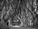 IMG 5475 : 2016, Northern Ireland, The Dark Hedges
