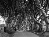 IMG 5478 : 2016, Northern Ireland, The Dark Hedges