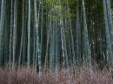 20130808-IMG 1650 : Arashiyama, Bamboo Grove, Japan, Kyoto, Shrine, Temple