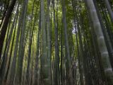 20130808-IMG 1651 : Arashiyama, Bamboo Grove, Japan, Kyoto, Shrine, Temple