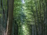 20130808-IMG 1658 : Arashiyama, Bamboo Grove, Japan, Kyoto, Shrine, Temple