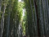 20130808-IMG 1666 : Arashiyama, Bamboo Grove, Japan, Kyoto, Shrine, Temple