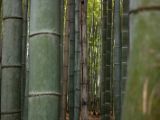 20130808-IMG 1713 : Arashiyama, Bamboo Grove, Japan, Kyoto, Shrine, Temple