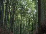 20130808-IMG 1836 : Arashiyama, Bamboo Grove, Japan, Kyoto, Shrine, Temple