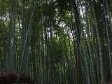 20130808-IMG 1841 : Arashiyama, Bamboo Grove, Japan, Kyoto, Shrine, Temple