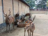 20130810-IMG 2033 : Deers, Japan, Lanterns, Nara, Shrine, Temple
