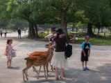 20130810-IMG 2053 : Deers, Japan, Lanterns, Nara, Shrine, Temple