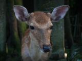 20130810-IMG 2141 : Deers, Japan, Lanterns, Nara, Shrine, Temple