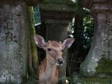 20130810-IMG 2142 : Deers, Japan, Lanterns, Nara, Shrine, Temple