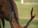 20130810-IMG 2235 : Deers, Japan, Lanterns, Nara, Shrine, Temple