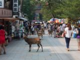 20130810-IMG 2245 : Deers, Japan, Lanterns, Nara, Shrine, Temple