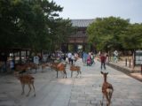 20130810-IMG 2258 : Deers, Japan, Lanterns, Nara, Shrine, Temple