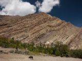 20150914-IMG 0261 : Ladakh, Shey, Tikhe