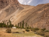 IMG 0370 : Ladakh