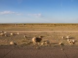 20190831-IMG 0403 : 2019, Mongolei, Mongolia