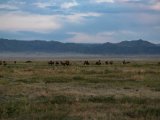 20190831-IMG 0448 : 2019, Mongolei, Mongolia
