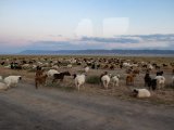 20190831-IMG 0451 : 2019, Mongolei, Mongolia