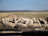 20190901-IMG 0570 : 2019, Mongolei, Mongolia