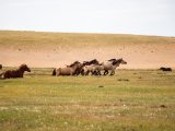 20190901-IMG 0616 : 2019, Mongolei, Mongolia
