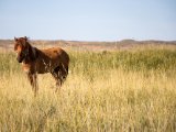 20190902-IMG 0697 : 2019, Mongolei, Mongolia