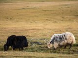 20190905-IMG 1374 : 2019, Mongolei, Mongolia