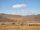 20190915-IMG 2044 : 2019, Mongolei, Mongolia