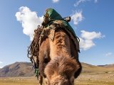 20190915-IMG 2052 : 2019, Mongolei, Mongolia
