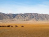 20190917-IMG 2576 : 2019, Mongolei, Mongolia